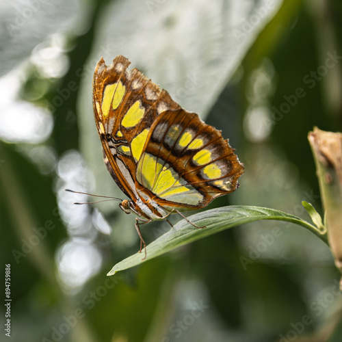 butterfly on leaf