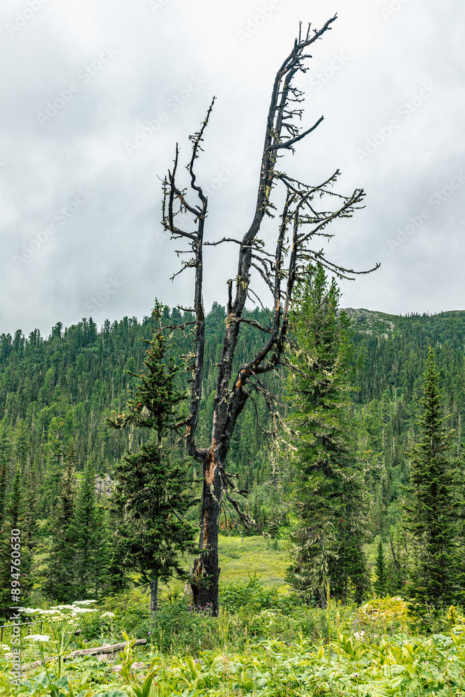 Obraz premium Ergaki