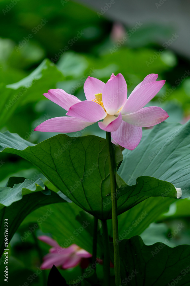lotus lotus