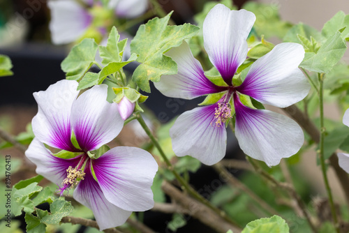 Lavalera bicolor flowers blooming beautifully in the early summer garden. photo