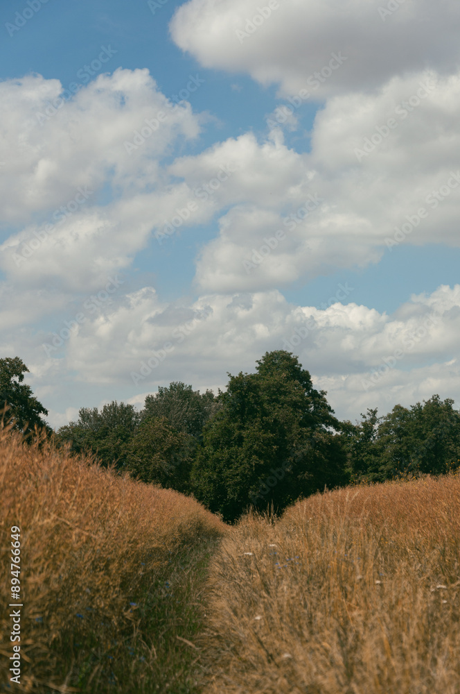 Obraz premium Road in the field