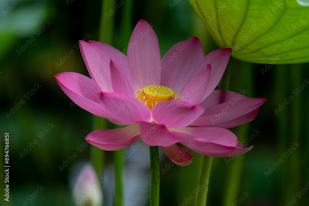 lotus lotus