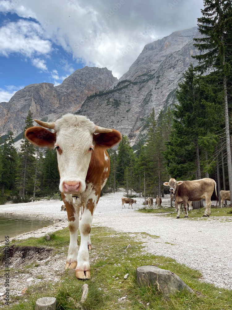 Obraz premium Cows peacefully graze in a stunning mountain landscape