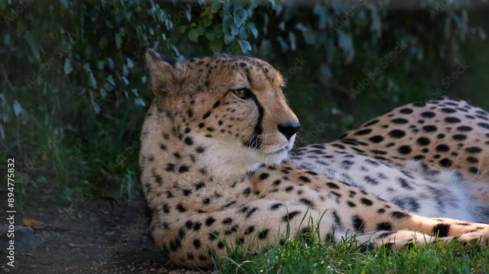 Close-Up of a Relaxed Cheetah Lying on the Grass, Cheetah Resting on Grass: Detailed Close-Up Footage, Gentle Cheetah in Natural Resting Pose on Grass, Intimate Close-Up of a Cheetah Relaxing. Close-Up of a Relaxed Cheetah Lying on the Grass, Cheetah Resting on Grass: Detailed Close-Up Footage, Gentle Cheetah in Natural Resting Pose on Grass, Intimate Close-Up of a Cheetah Relaxing.