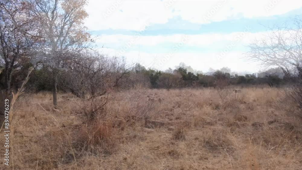Group of Cheetahs in the Jungle: Wild Animal Footage, Dynamic Group of Cheetahs Roaming in the Jungle, Jungle Expedition: Cheetah Pack in Their Natural Habitat, Wild Cheetahs in Jungle, Cheetah Family Group of Cheetahs in the Jungle: Wild Animal Footage, Dynamic Group of Cheetahs Roaming in the Jungle, Jungle Expedition: Cheetah Pack in Their Natural Habitat, Wild Cheetahs in Jungle, Cheetah Family