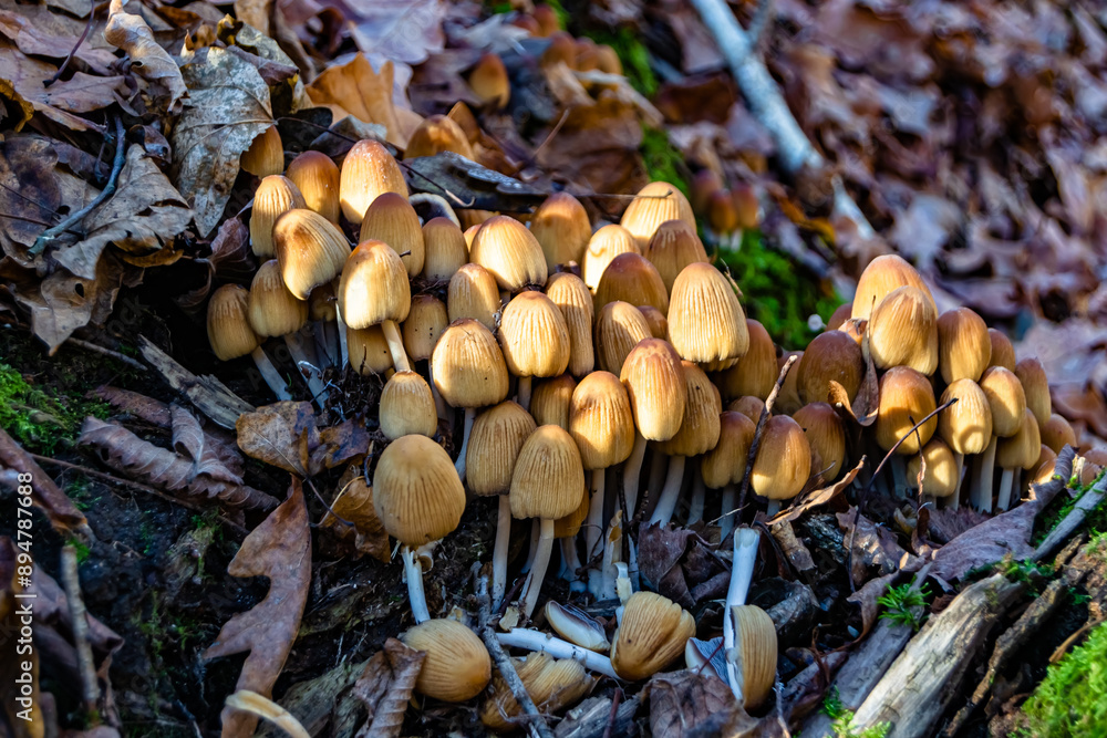Photography to theme large beautiful poisonous mushroom in forest on leaves background Photography to theme large beautiful poisonous mushroom in forest on leaves background