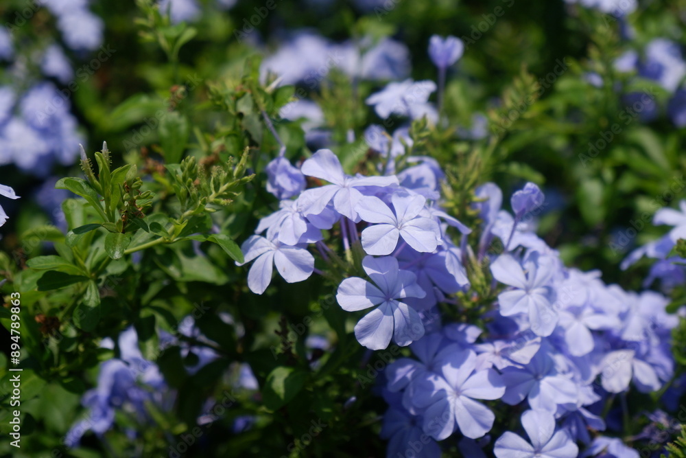 Beautiful blooming violet flower with its green leaves and shining sunlight, flower background concept Beautiful blooming violet flower with its green leaves and shining sunlight, flower background concept