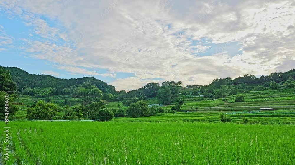 Vast rice paddy landscape, agriculture,rural,asian Vast rice paddy landscape, agriculture,rural,asian