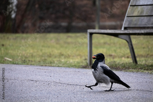black and white bird
