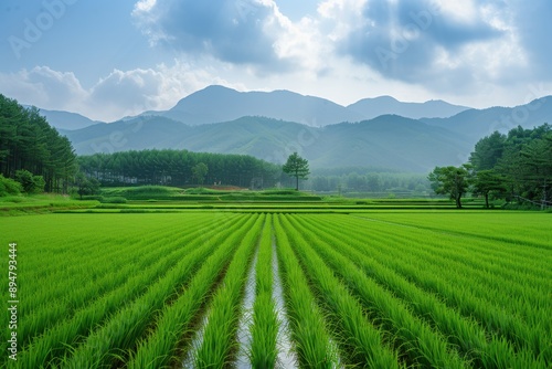 rice field --ar 3:2 --style raw --stylize 250 --v 6 Job ID: 8634b3a6-af98-4e5c-be92-5a01e4f57d2b