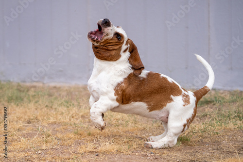 Basset hound puppy jumping in the air when playing