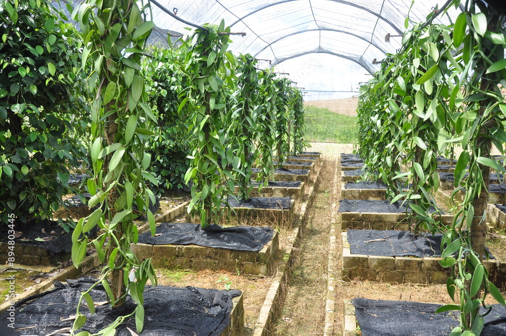 vanilla farm with modern plantation skill vanilla farm with modern plantation skill
