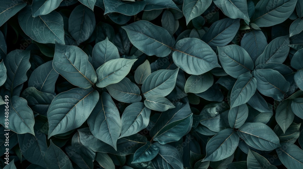 Fototapeta premium A captivating photo showcasing a background of lush leaves, embodying aesthetic minimalism. The wallpaper features a palette of dark sage colors, offering a serene and sophisticated vibe.