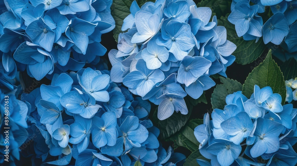 Close-up of a cluster of blue hydrangeas in a summer garden, capturing the vibrant color and intricate details of the flowers Close-up of a cluster of blue hydrangeas in a summer garden, capturing the vibrant color and intricate details of the flowers