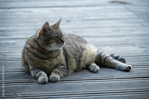 Fotografie A gray tabby cat is resting on a wooden floor.