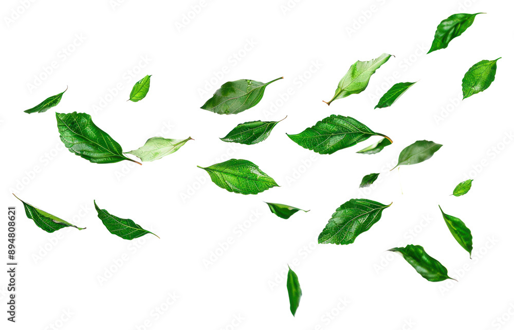 PNG Green leaves floating white background PNG Green leaves floating white background