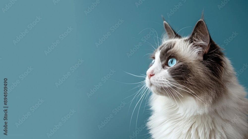 Ragdoll cat with blank space for writing Ragdoll cat with blank space for writing