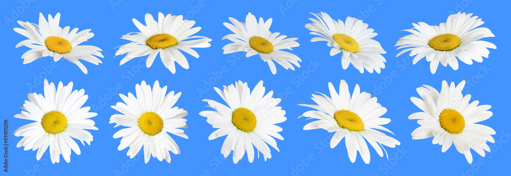 Obraz premium Many beautiful chamomile flowers on blue background, set