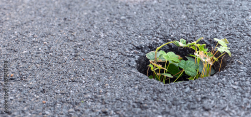 Fotografie A small, resilient plant sprouts through a hole in the asphalt, symbolizing nature's persistence and adaptability in harsh urban environments