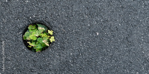 Bild auf Leinwand A small, resilient plant sprouts through a hole in the asphalt, symbolizing nature's persistence and adaptability in harsh urban environments