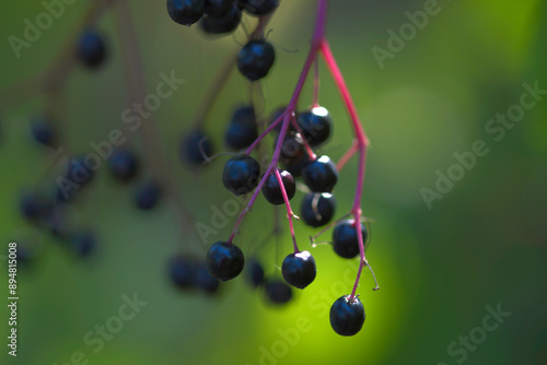 Fotografija close up of elderberries, berries of elder, green background, black berries