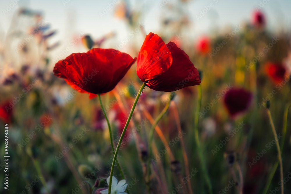 Obraz premium Mohn - Ecology - Beautiful summer day. Red poppy field. - Flowers Red poppies blossom on wild field. - High quality photo 