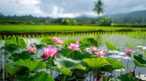Close-up of blooming lotus flowers among green rice plants in a traditional flooded field.