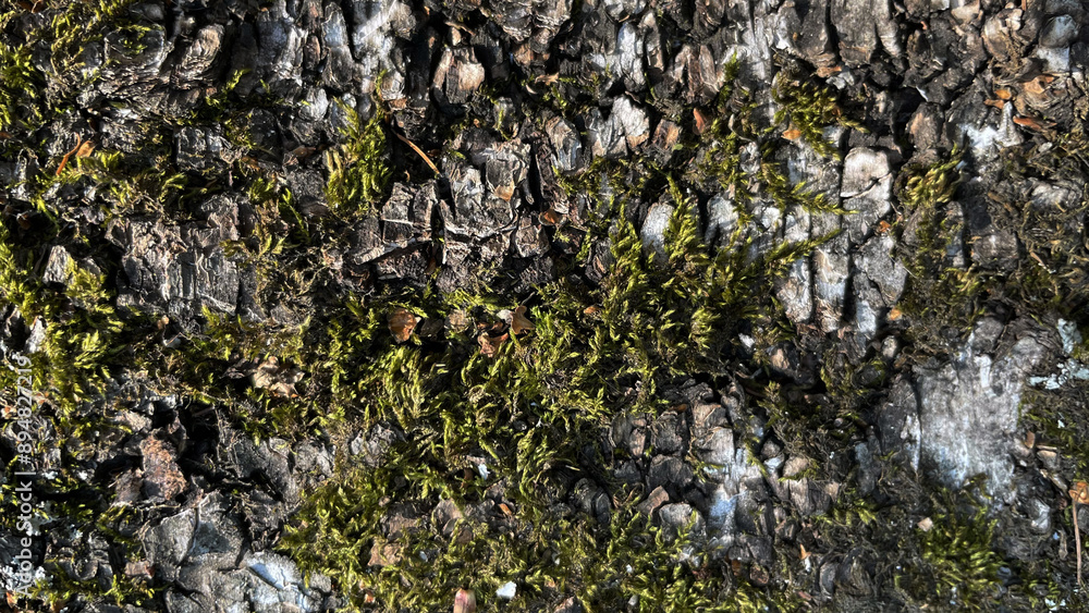 Obraz premium Macro photography of green moss