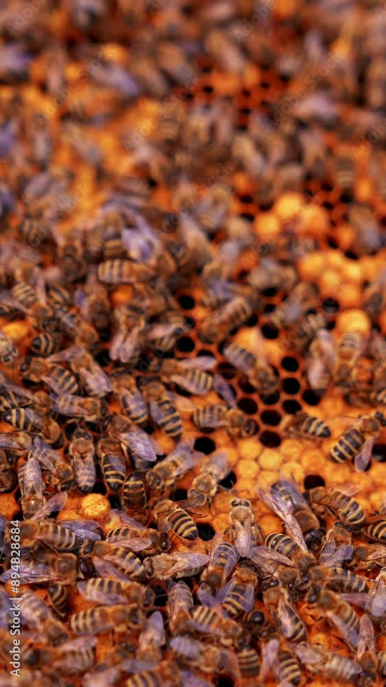 Busy stripy bee insects swarming on the frame. Bees walking and waving wings. Multiple bee colony backdrop close up. Vertical video Busy stripy bee insects swarming on the frame. Bees walking and waving wings. Multiple bee colony backdrop close up. Vertical video