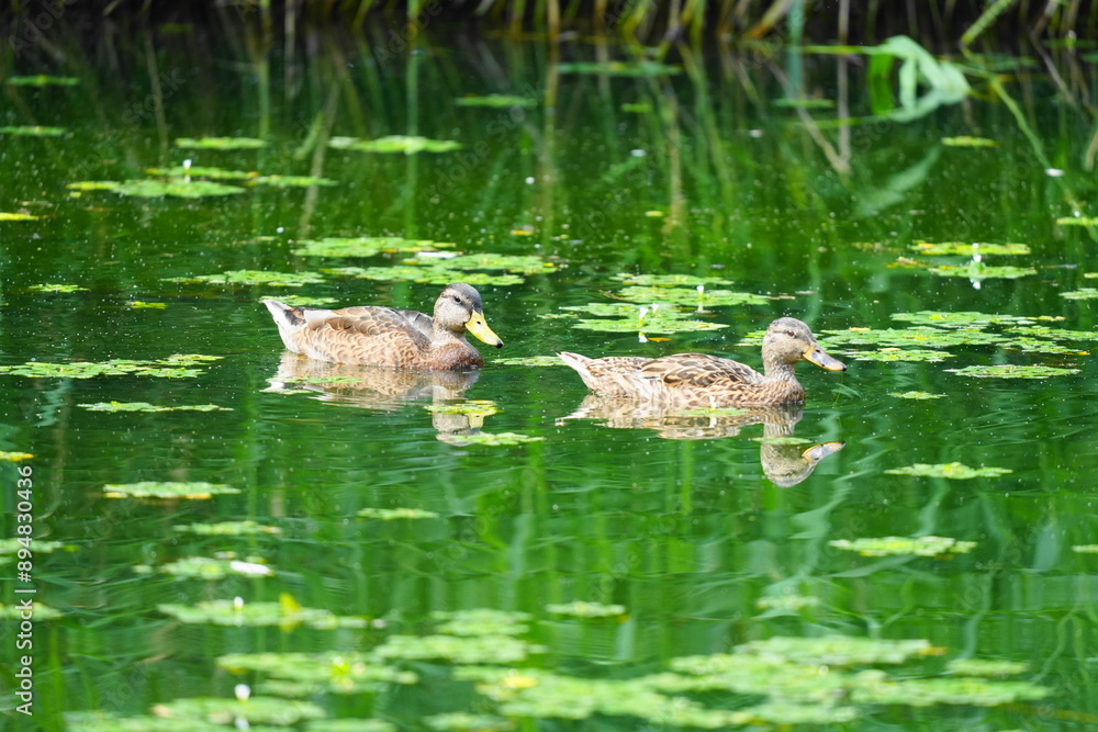 池で泳ぐカルガモ 池で泳ぐカルガモ