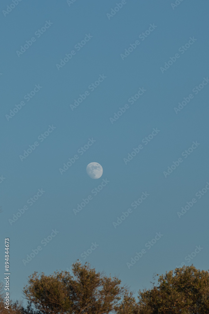 The moon in the blue sky above the olive tree The moon in the blue sky above the olive tree