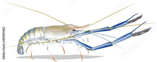 Giant freshwater prawn Fresh live River shrimp isolated on white background.