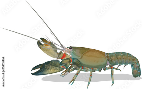 Shrimp yabbie crayfish - Cherax destructor or albidus isolated on white background.