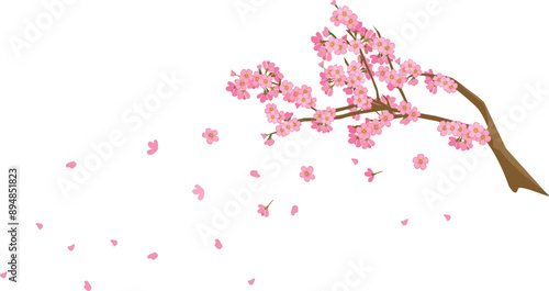 sprigs of cherry tree flowers sakura fall spatter the spring annual season of japan isolated on white background.
