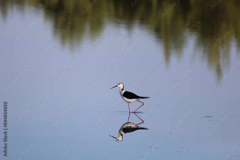 Obraz premium Black Necked Stilt at the Great Salt Lake