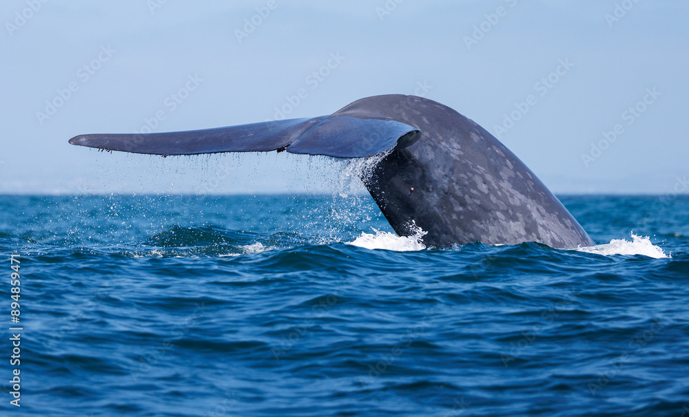 Fototapeta premium Blue Whale Fluke