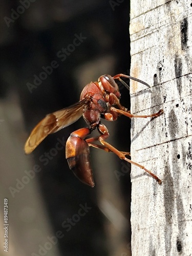 The wasp was perched on a piece of wood photo