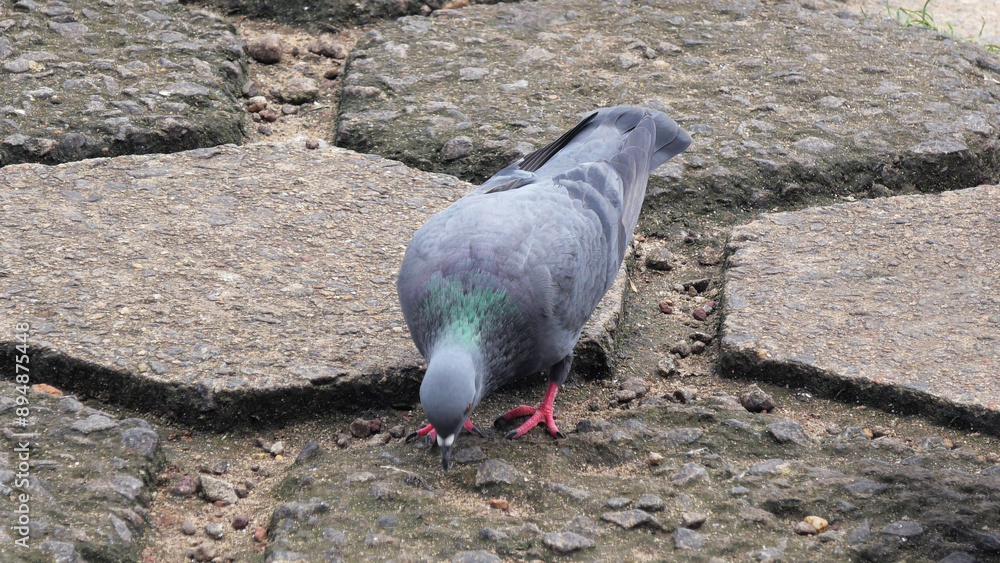 Fototapeta premium A pigeon foraging on the ground