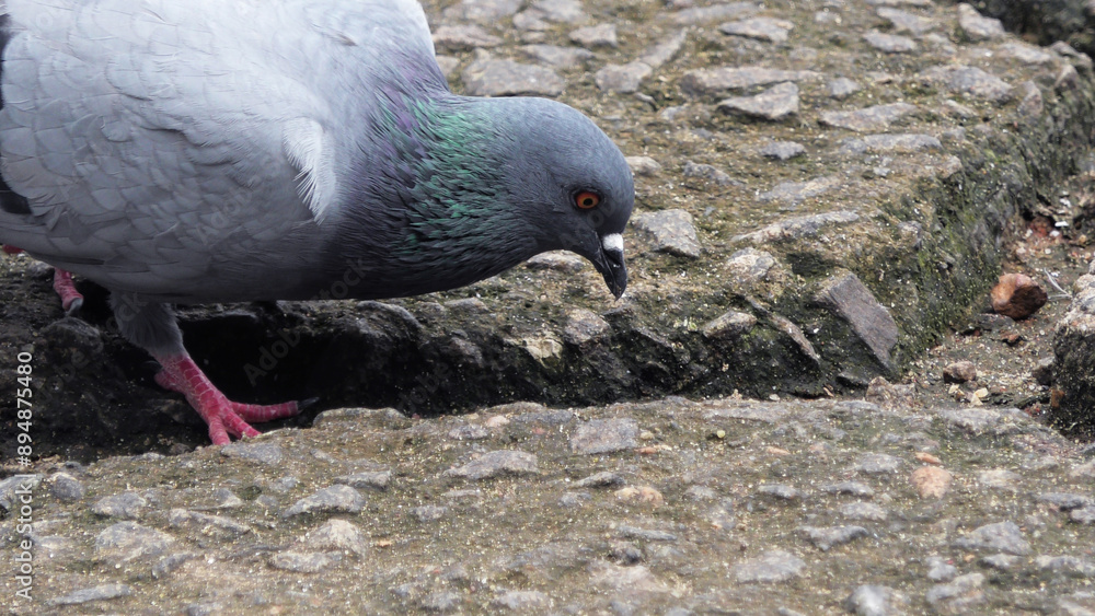 Fototapeta premium A pigeon foraging on the ground