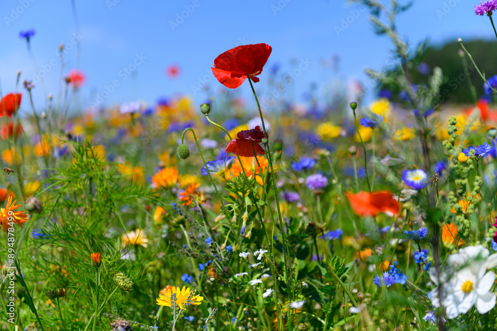 Obraz premium Beautiful colorful wildflowers blooming in the Danish countryside