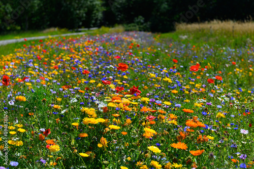 Beautiful colorful wildflowers blooming in the Danish countryside