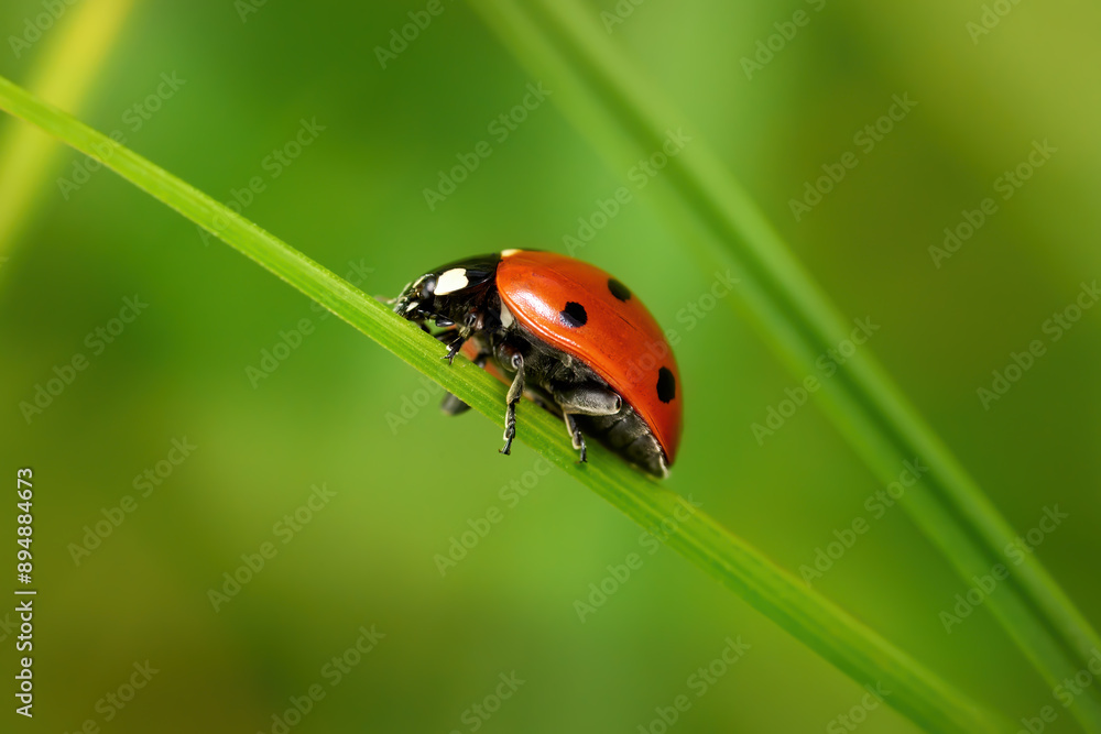 Siebenpunkt Marienkäfer (Coccinella septempunctata) auf einem Grashalm in niedriger Seitenansicht - Baden-Württemberg, Deutschland Siebenpunkt Marienkäfer (Coccinella septempunctata) auf einem Grashalm in niedriger Seitenansicht - Baden-Württemberg, Deutschland