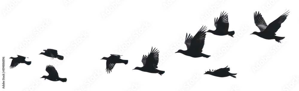 Obraz premium Flying birds silhouette transparent element