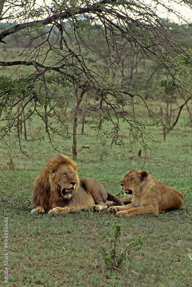 Lion, lionne, femelle, mâle, Panthera leo, Parc national du Serengeti, Tanzanie Lion, lionne, femelle, mâle, Panthera leo, Parc national du Serengeti, Tanzanie