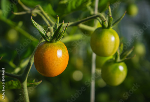 Wallpaper Mural fresh and juicy tomatoes ripening on the branch in a greenhouse Torontodigital.ca
