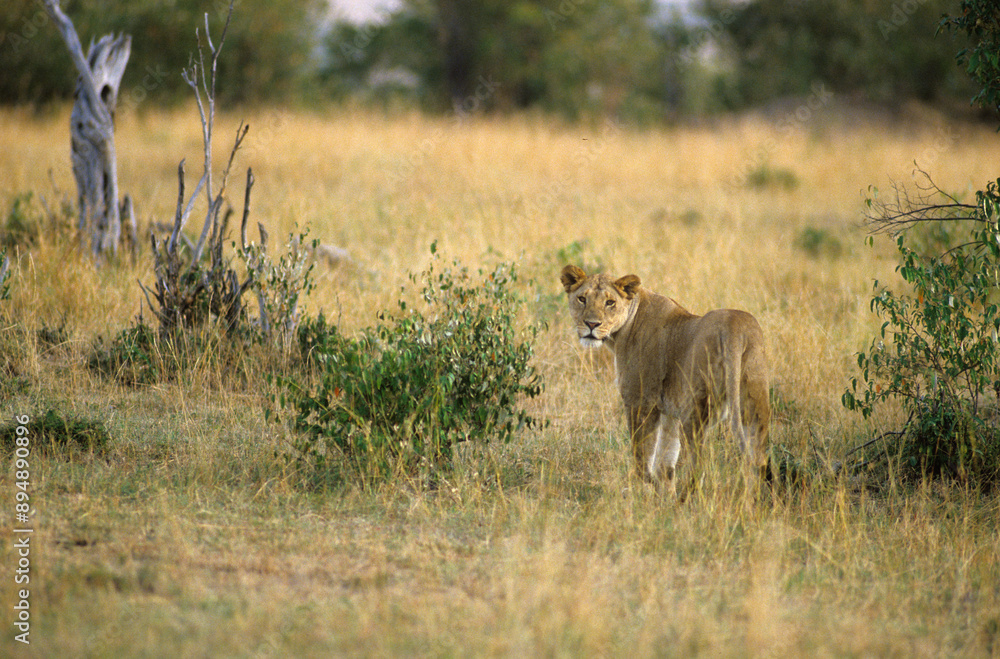Φωτογραφία Lion, lionne, femelle, Panthera leo, Parc national du Serengeti, Tanzanie