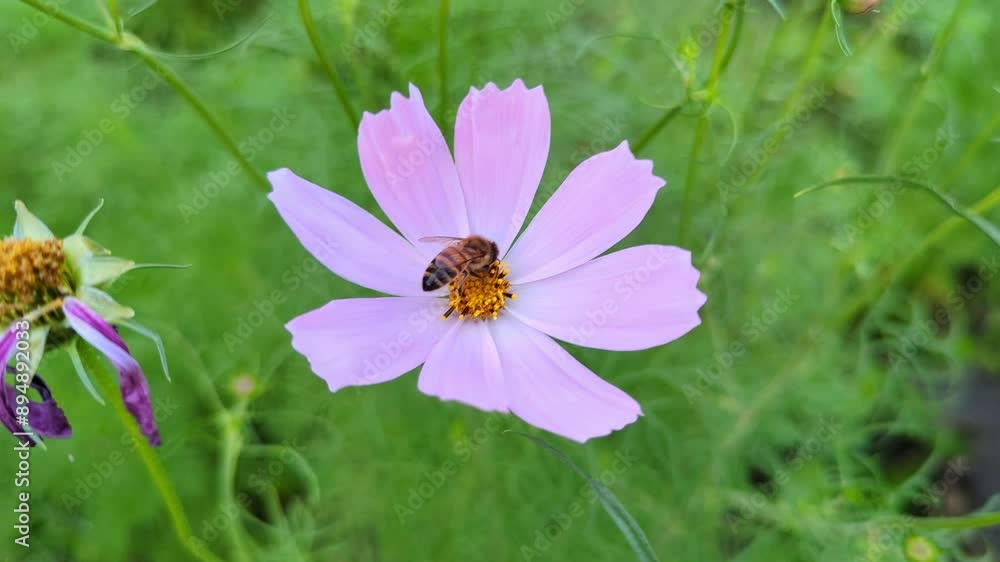 Flying Honey Bee sits in the center of the purple flower. Green background Flying Honey Bee sits in the center of the purple flower. Green background