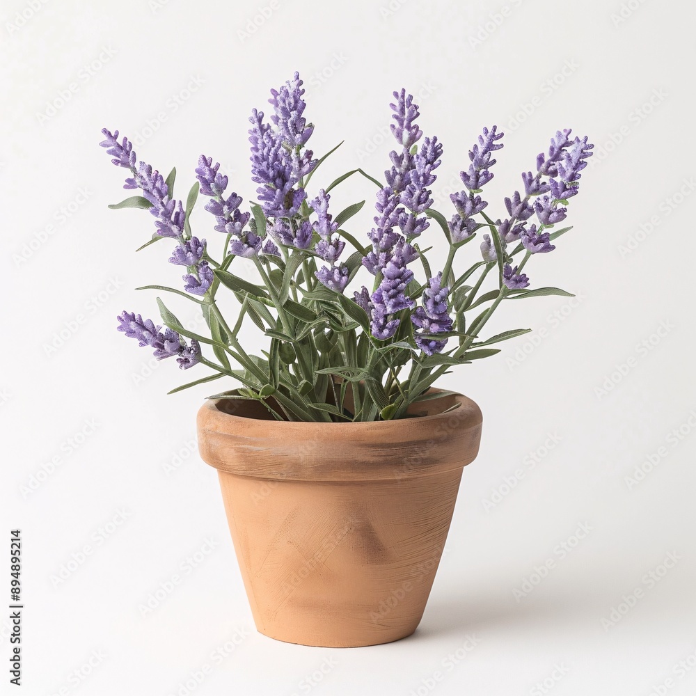 Adorable miniature lavender flowers in a small clay pot, designed in muted pastels for home decoration, facing front on a white background, high resolution, DSLR Adorable miniature lavender flowers in a small clay pot, designed in muted pastels for home decoration, facing front on a white background, high resolution, DSLR