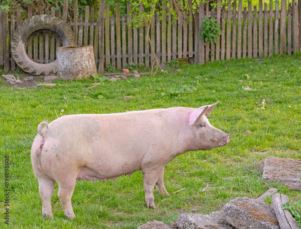 Large Free Range Domestic Pig at Green Grass Village Farm Large Free Range Domestic Pig at Green Grass Village Farm