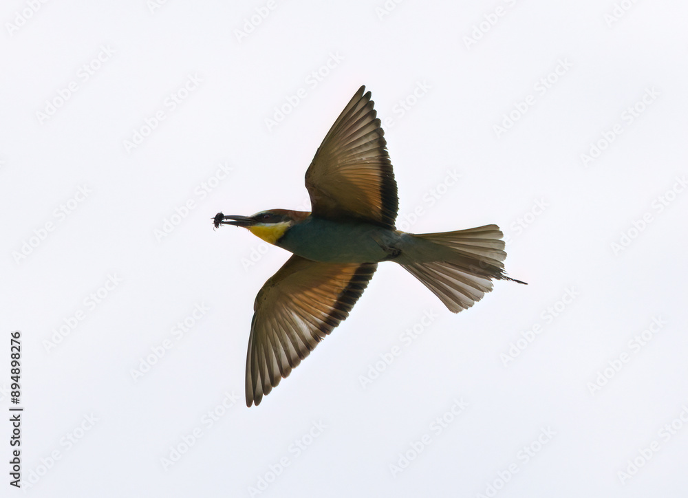 Obraz premium bee eater in flight, Bee-eater in flight, bird in flight, colorful bird